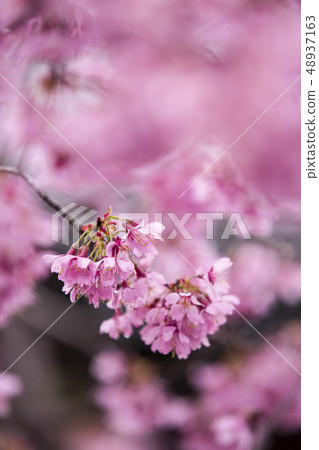 Nagotokuji的Okatome櫻花 48937163