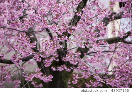 Okatome cherry blossoms of Nagotokuji 48937166