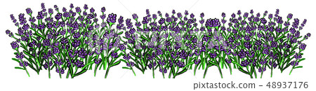 淡紫色的例證 48937176