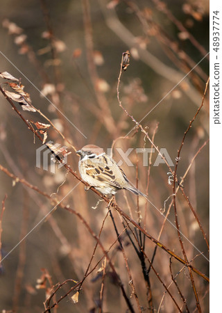Animal bird photography northern birds waiting for spring sparrows in the light of early spring 48937774