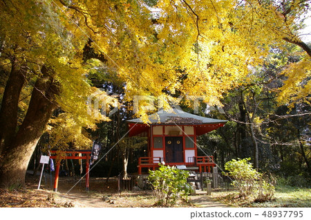 Nanzan Shrine Autumn leaves Nanzan Shrine Autumn leaves 48937795
