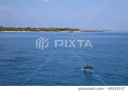 海豚跳進大海 48938337