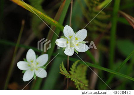 Umebachissau Umebachissau 48938483