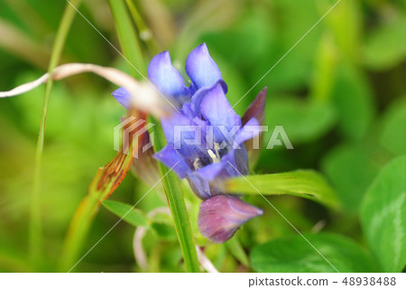 Oyama gentian Oyama gentian 48938488