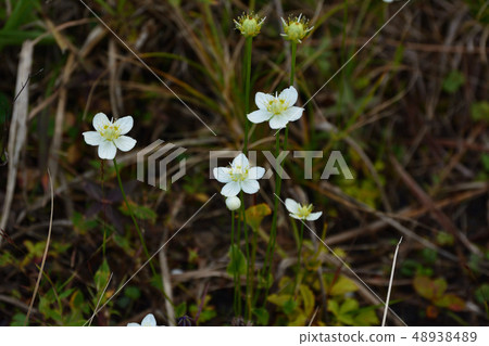 Umebachissau Umebachissau 48938489