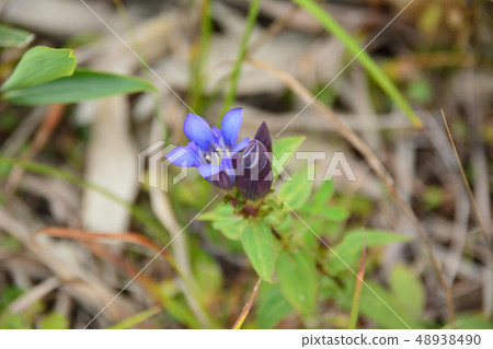 Oyama gentian Oyama gentian 48938490