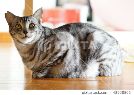 貓躺在地板上 48938805