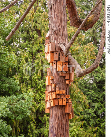 Nesting boxed crowded on cedar tree body. City of birdhouses on tree trunk 48938845