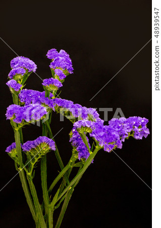 Starch (limonium) 48939547