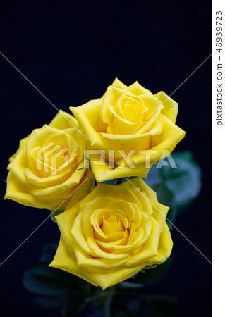 3 yellow roses 3 yellow roses 48939723