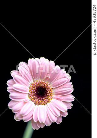 pink gerbera pink gerbera 48939724