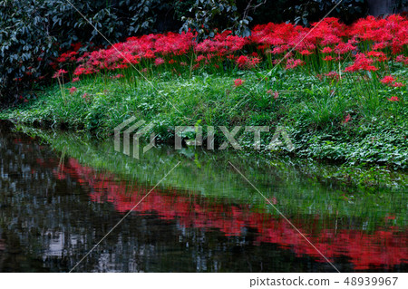 Cluster amaryllis 48939967