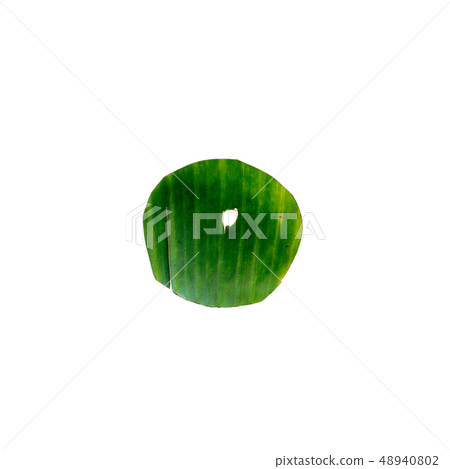 o One letter green tropical leaf alphabet isolated 48940802