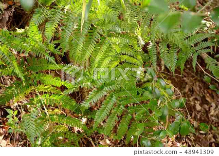 fern plant 48941309
