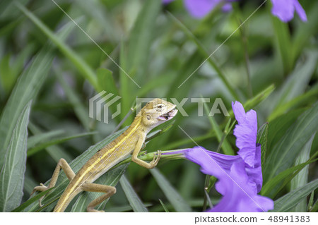 Small Long tailed lizard eat insects on flower. 48941383