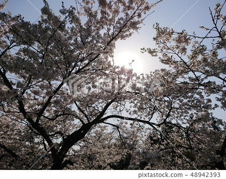Yoshino cherry tree in full bloom and the sun 48942393