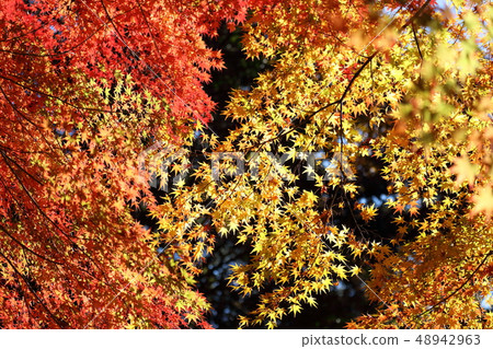 Autumn leaves 48942963