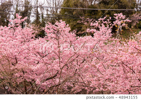 Kawazu Sakura Abo-gun, Chiba Pref. 48943155