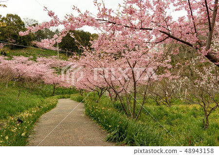 Kawazu Sakura Abo-gun, Chiba Pref. 48943158