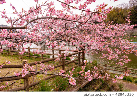 Kawazuzakura Sabo Dam, Aoba-gun, Chiba Prefecture 48943330