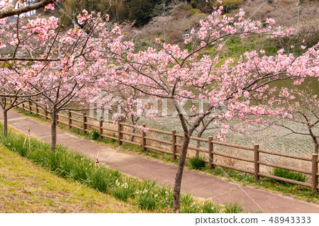 Kawazuzakura Sabo Dam, Aoba-gun, Chiba Prefecture 48943333