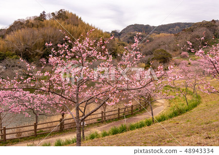 Kawazuzakura Sabo Dam, Aoba-gun, Chiba Prefecture 48943334