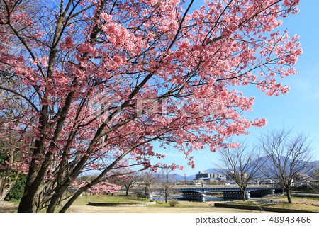 Early blooming cherry blossoms of the Yodogawa embankment 48943466