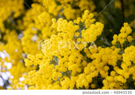 Mimosa flowers Sasubama Dam, Anbo-gun, Chiba Prefecture Mimosa flowers Sasubama Dam, Anbo-gun, Chiba Prefecture 48943530