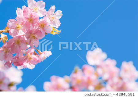 Japanese beauty Sakura 48943591