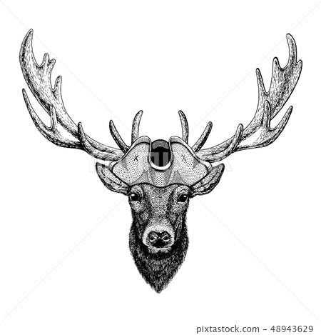Deer wearing pirate tricorn hat. Capitan costume. 48943629