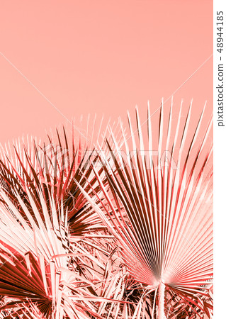 Branches of palm tree toned in living coral Branches of palm tree toned in living coral 48944185