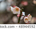 Cherry Blossoms	 48944592
