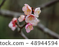 Cherry Blossoms	 48944594