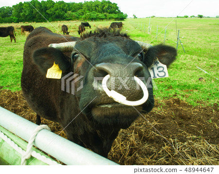 牛喉嚨起來 牛喉嚨起來 48944647