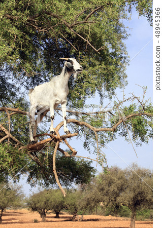 Goat on the argan tree, Morocco 48945366
