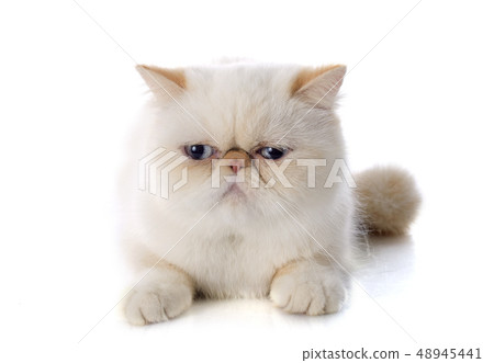 exotic shorthair cat 48945441