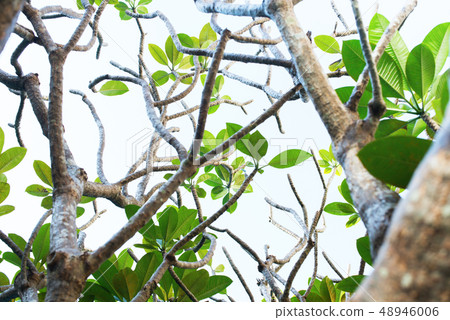 Leaves of Plumeria tree. Spring background. Summer Leaves of Plumeria tree. Spring background. Summer 48946006