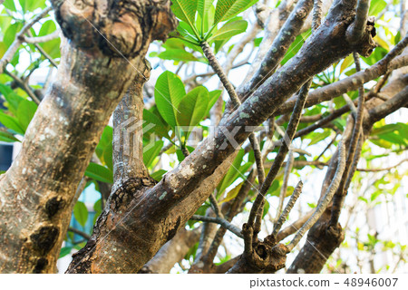 Leaves of Plumeria tree. Spring background. Summer Leaves of Plumeria tree. Spring background. Summer 48946007