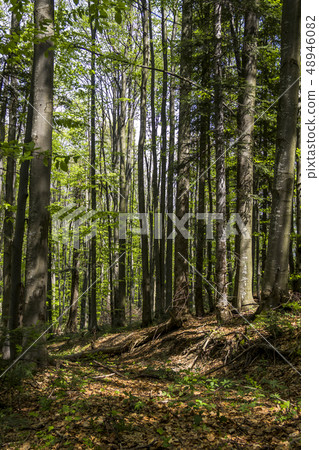 a deep forest a deep forest 48946082