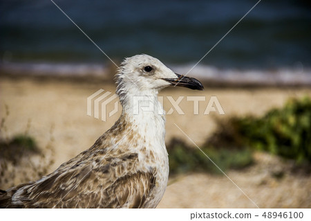 a Heuglins gull 48946100