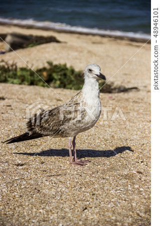 a Heuglins gull 48946101