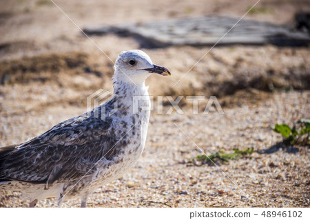 a Heuglins gull 48946102