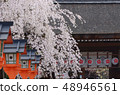 Weeping cherry blossoms and lanterns 48946561