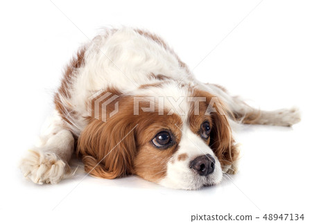cavalier king charles 48947134