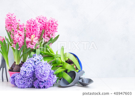 Gardening concept with hyacinth fresh flowers Gardening concept with hyacinth fresh flowers 48947603