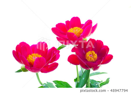 Fresh peony flowers Fresh peony flowers 48947794