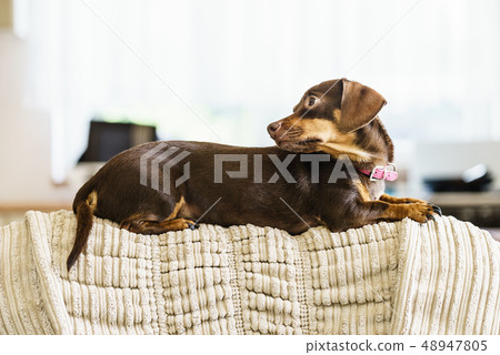 Little dog sitting on couch Little dog sitting on couch 48947805
