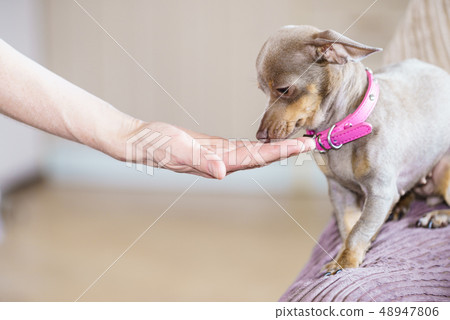 Little dog eats food from hand Little dog eats food from hand 48947806