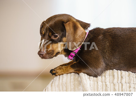Little dog sitting on couch Little dog sitting on couch 48947807