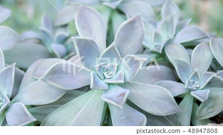 Green succulent cactus in a garden. 48947808